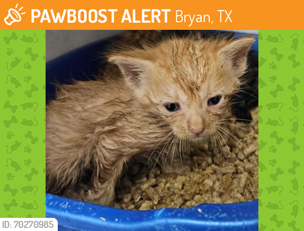 Shelter Stray Unknown Cat last seen Brazos County, TX , Bryan, TX 77807