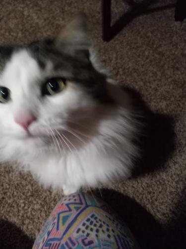 Lost Female Cat last seen South Academy Blvd. & Hwy 115, El Paso County, CO 80910
