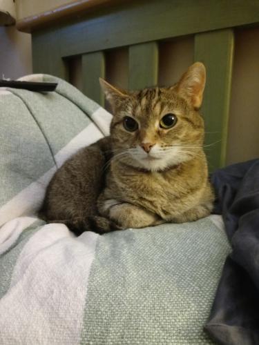 Lost Female Cat last seen Alkire Rd, 1.5 miles west of Georgesville, Grove City, OH 43123