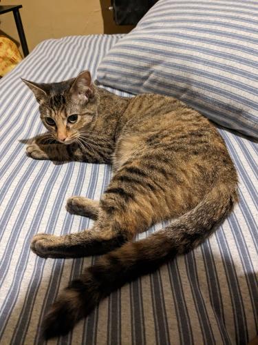 Lost Female Cat last seen Avenue C and D, Burlington RD, hwy 53, Rome, GA 30161
