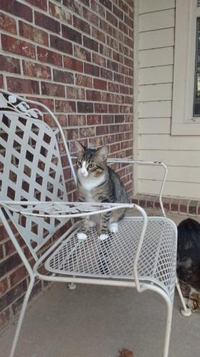 Lost Male Cat last seen Kanis and Michael Drive , Little Rock, AR 72204