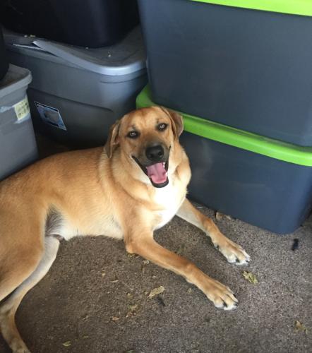 Lost Male Dog last seen Lake June and masters , Dallas, TX 75217
