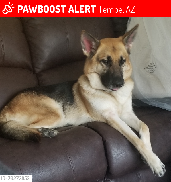 Lost Female Dog last seen Unknown , Tempe, AZ 85382