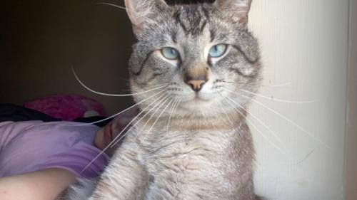 Lost Male Cat last seen hartland drive and n cumberland rd , Indianapolis, IN 46229