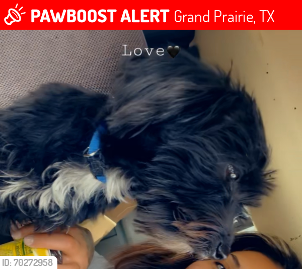Lost Male Dog last seen Spring creek circle Grand Prairie texas, Grand Prairie, TX 75054