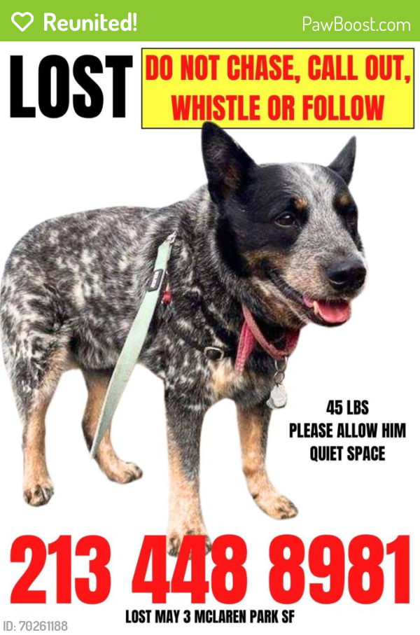 Reunited Male Dog last seen Guadalupe Canyon Pkwy, Daly City, CA, USA, Daly City, CA 94014