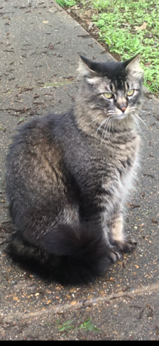 Lost Male Cat last seen N. Gaines and W. Tyler- near Tom's Market, Ennis, TX 75119