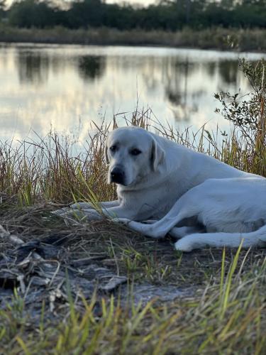 Lost Male Dog last seen University blvd and Dean rd , Orlando, FL 32817