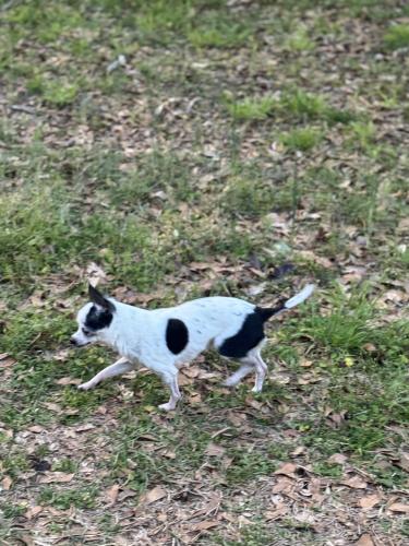 Lost Male Dog last seen Airline Rd and Mimosa Rd, Anderson, SC 29624