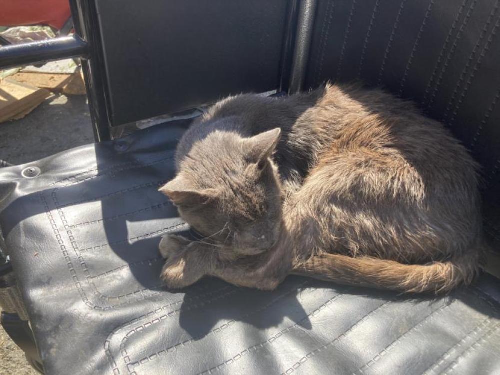 Shelter Stray Male Cat last seen Near BLOCK LONG BEACH BLVD, LONG BEACH, CA 90805, Long Beach, CA 90815