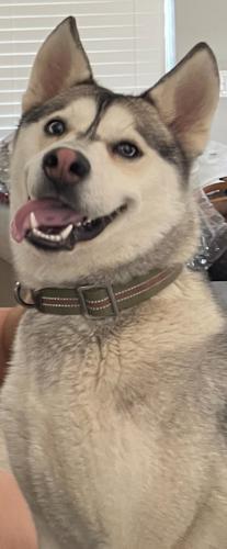 Lost Male Dog last seen Dairy rd & Glenfield Dr. , Garland, TX 75040