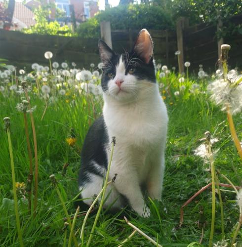 Lost Male Cat last seen Peel street , Eccles, England M30