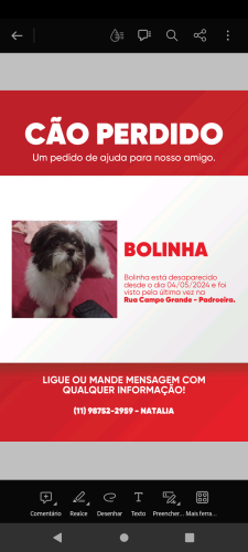Lost Male Dog last seen Jardim barbosa de siqueira  , Padroeira, SP 06162-220