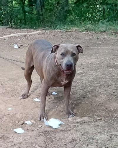 Lost Female Dog last seen Hwy 158 and Indian creek road, Bedford, IN 47421