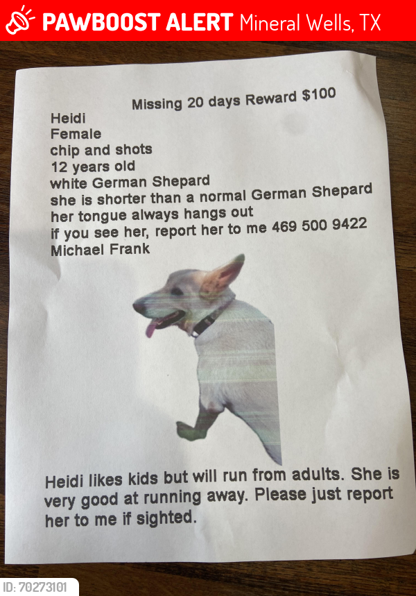 Lost Female Dog last seen Near north, Mineral Wells, TX 76067
