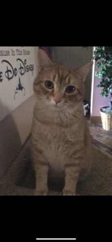 Lost Male Cat last seen County road 54 past the NAS whiting field. , Daphne, AL 36526