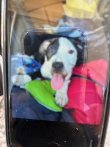 Lost Male Dog last seen Signalbutte and Broadway , Maricopa County, AZ 85208