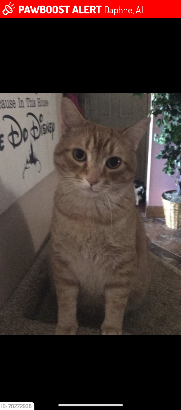 Lost Male Cat last seen County road 54 past the NAS whiting field. , Daphne, AL 36526