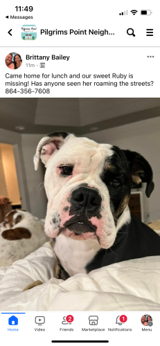Lost Female Dog last seen Mitchell and Hudson, Greenville, SC 29615