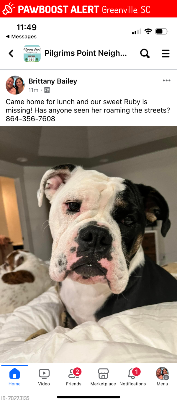 Lost Female Dog last seen Mitchell and Hudson, Greenville, SC 29615