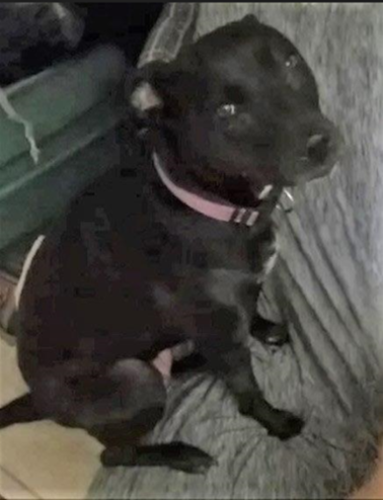 Lost Female Dog last seen MONTERY AND DELTA RD ., Colorado Springs, CO 80910