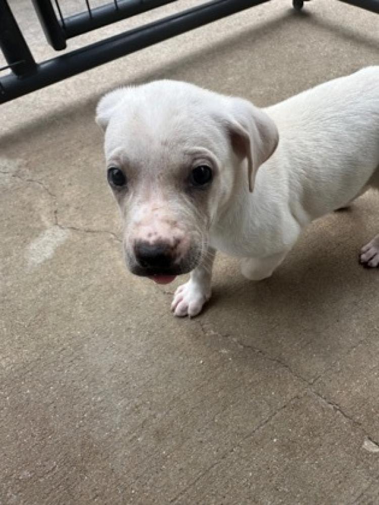 Shelter Stray Unknown Dog last seen San Antonio, TX , Houston, TX 77053