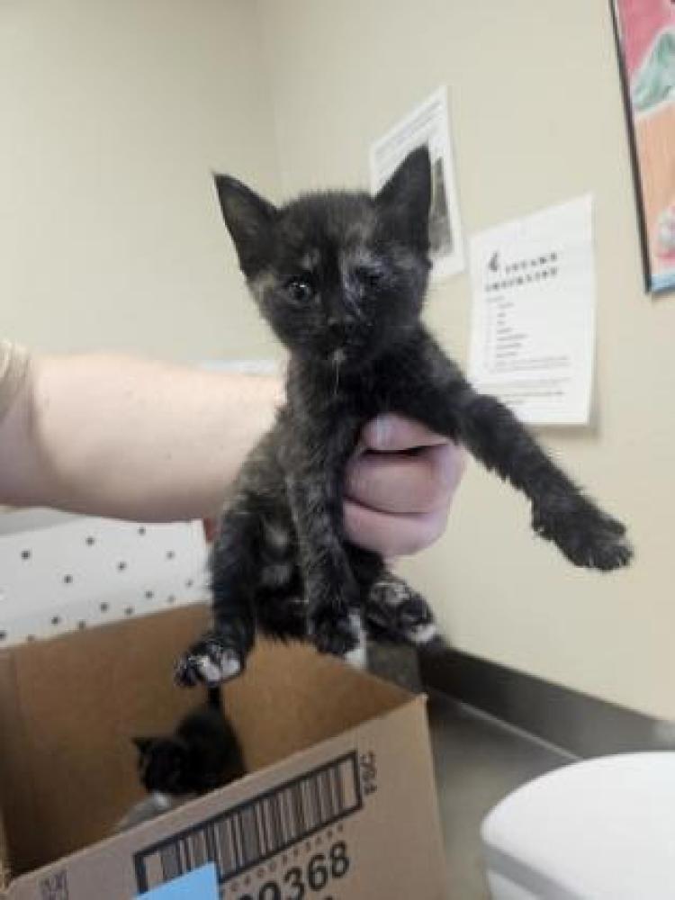 Shelter Stray Female Cat last seen Near Narcissus Ln, 75149, TX, Mesquite, TX 75149