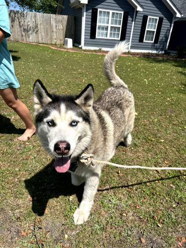 Lost Male Dog last seen Putnam, Murrayville, NC 28411