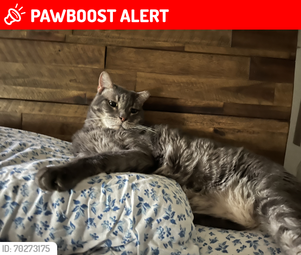 Lost Male Cat last seen Twin Spring Rd & CR 3405, Williamson County, TX 78633