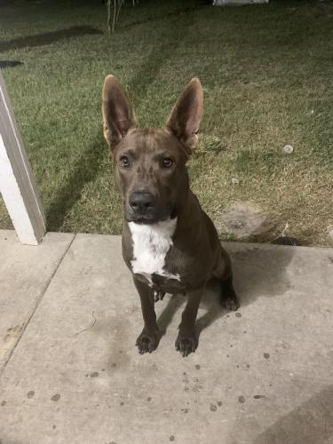 Lost Male Dog last seen San Antonio tx, San Antonio, TX 78212