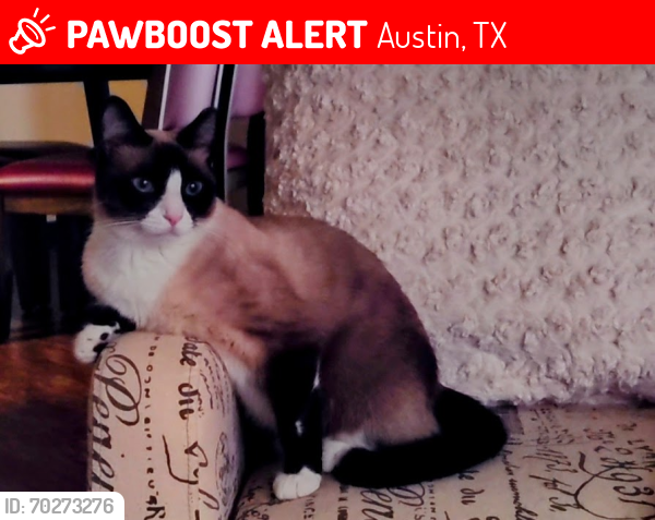 Lost Female Cat last seen Park at Wells Branch Apts., Austin, TX 78728
