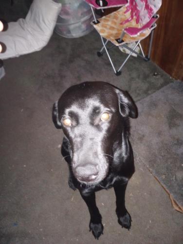 Lost Female Dog last seen Beaumont and 13th Street, Beaumont, CA 92223