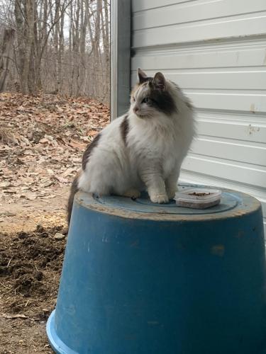 Lost Female Cat last seen Carroll Hollow and Sulphur Springs area, Clinton, TN 37716