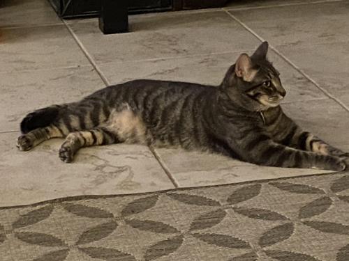 Lost Male Cat last seen Country Colonel South , Porter, TX 77365