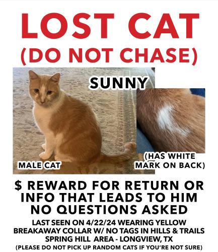 Lost Male Cat last seen Hills and Trails, Spring Hill area, Longview, TX 75604