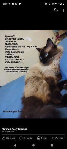 Lost Female Cat last seen Carrasco entre Garibaldi y Guido Spano , Villa Luzuriaga, Provincia de Buenos Aires B1753