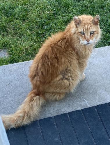 Lost Male Cat last seen Mission Road & Sixth Street -Alhambra , Alhambra, CA 91801