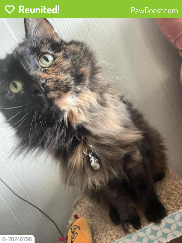 Reunited Female Cat last seen Towards the alleyway between Perry Ave and N Amidon Ave, Wichita, KS 67203