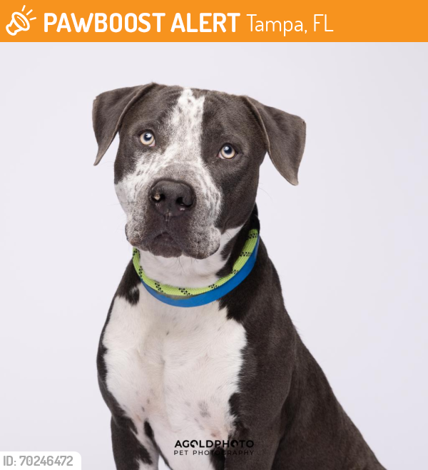 Shelter Stray Male Dog last seen , Tampa, FL 33607