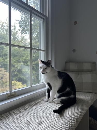 Lost Male Cat last seen Old Boston Road and New Canaan Road (Rt 106), Wilton, CT 06897
