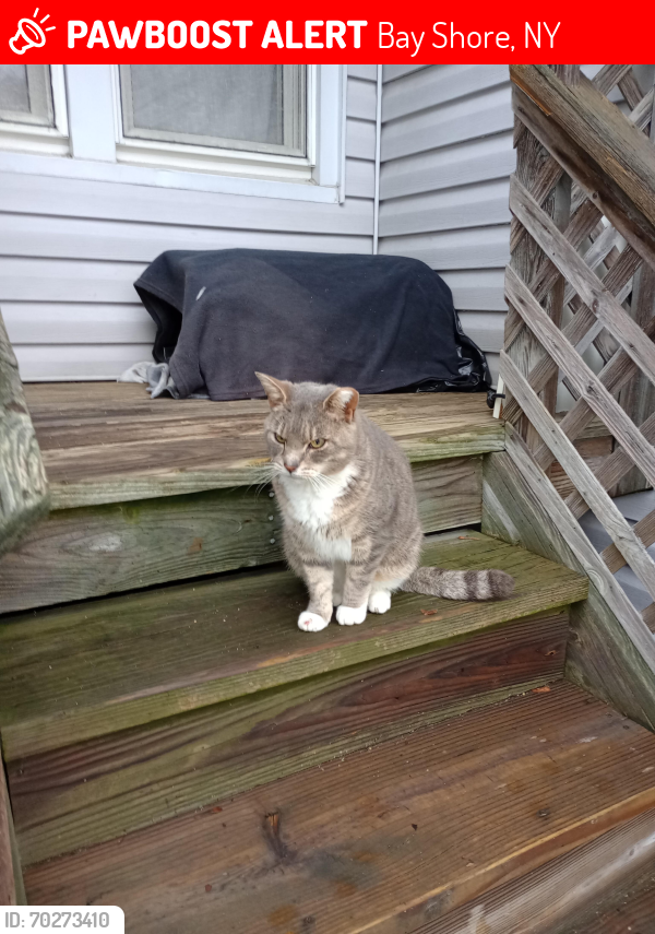 Lost Male Cat last seen Brook Ave. Bay Shore, Bay Shore, NY 11706