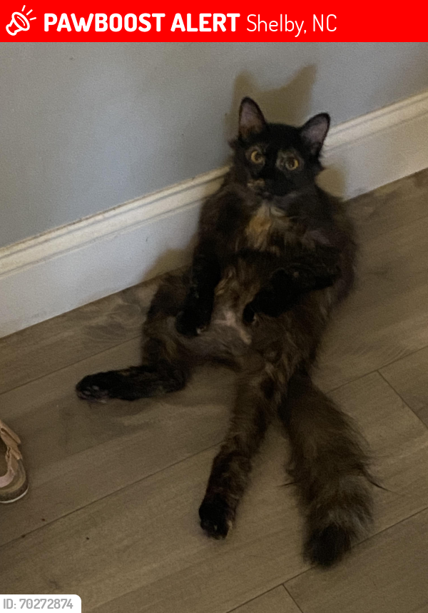 Lost Female Cat last seen Arnold Dr and Charles Dr, Shelby, NC 28152