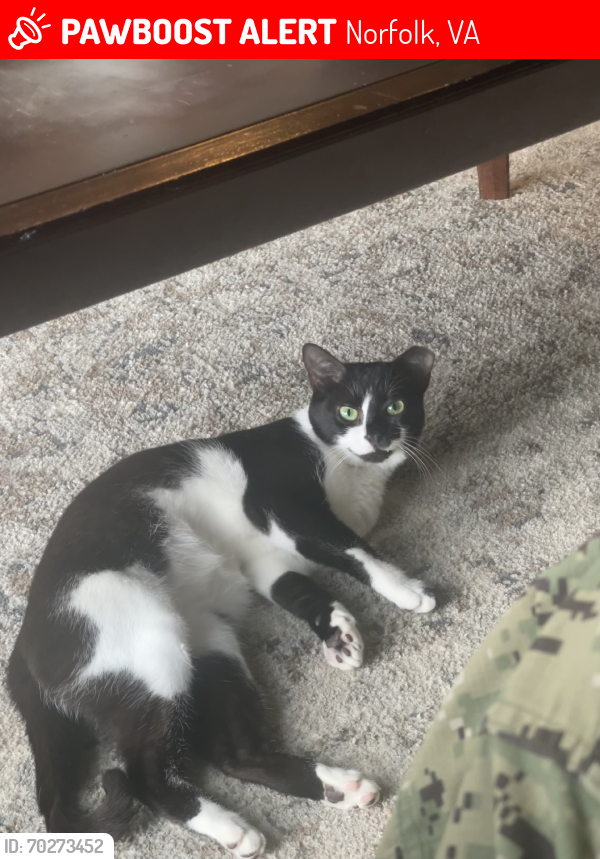 Lost Female Cat last seen Rugby St. & Middle Ave., Norfolk, VA 23504