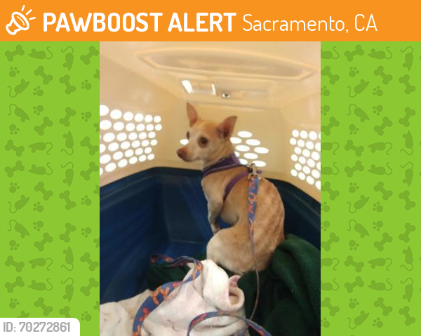Shelter Stray Male Dog last seen Near Florin Perkins Road, Sacramento, CA 95828, City of Sacramento, , Sacramento, CA 95828