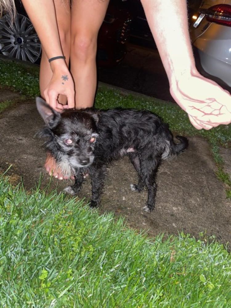 Shelter Stray Male Dog last seen Cincinnati, OH 45209, Cincinnati, OH 45223