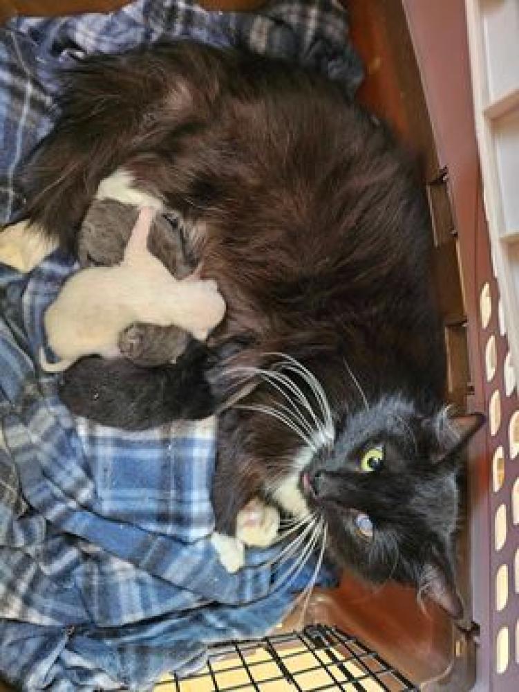 Shelter Stray Female Cat last seen Duncanville, TX 75137, Cedar Hill, TX 75104