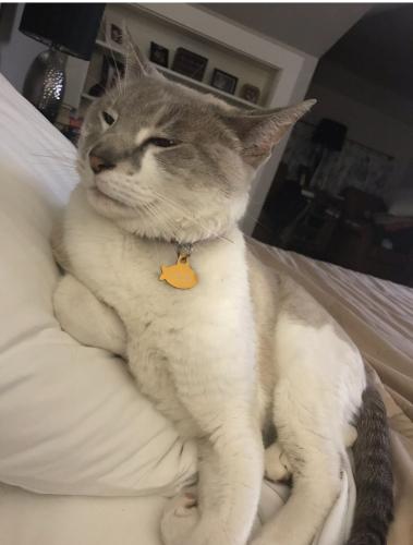 Lost Male Cat last seen 5th and Elizabeth, Fort Worth, TX 76110