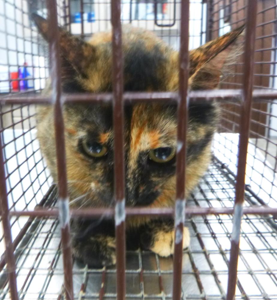 Shelter Stray Female Cat last seen Gendarme Road, CARENCRO, LA, 70520, Lafayette, LA 70507