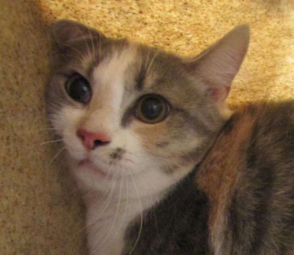 Shelter Stray Female Cat last seen SAA, RALEIGH, NC, 27604, Raleigh, NC 27610