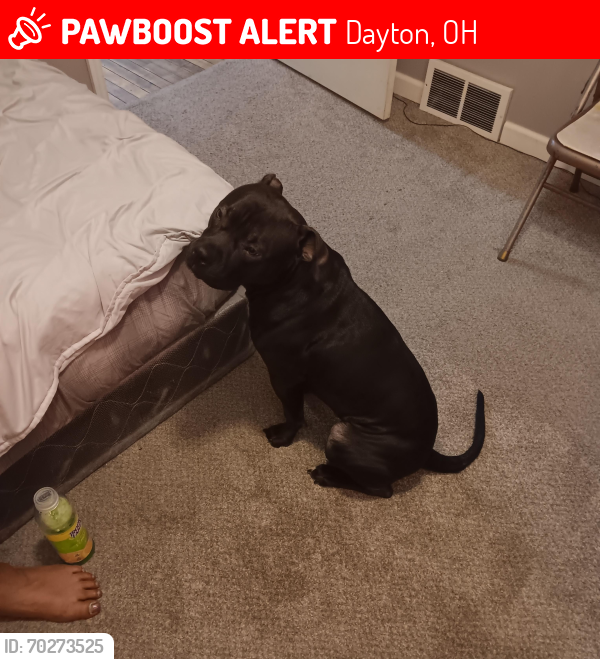 Lost Male Dog last seen Near Victor ave apt 1, Dayton, OH 45405